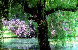 Old Amica – schöner IndieElektro POP aus Schweden