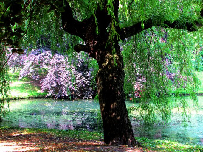 Old Amica – schöner IndieElektro POP aus Schweden