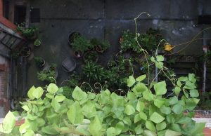 Berliner Hinterhöfe: Schönhauser Allee