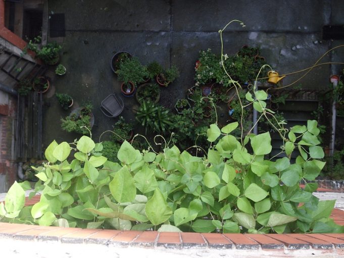 Berliner Hinterhöfe: Schönhauser Allee