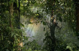 Simon Goff – Wooden Islands