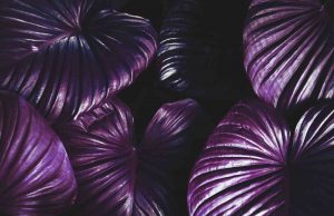 Toxic Family 016 Kusserow – Notes 01