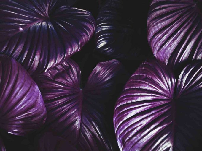 Toxic Family 016 Kusserow – Notes 01