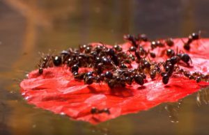 Dominik Eulberg Releases Music Video Created By Renowned Nature Documentarist Jan Haft