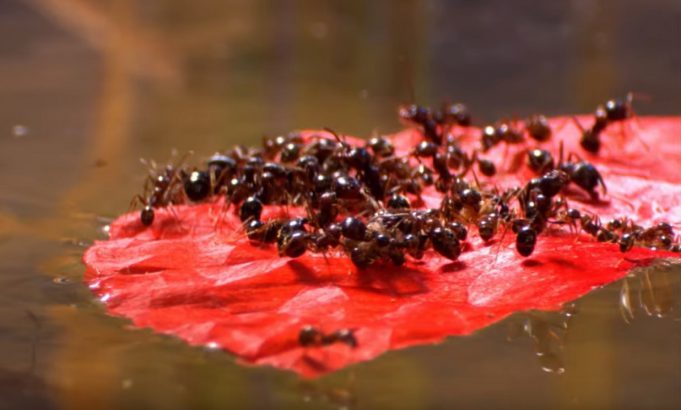 Dominik Eulberg Releases Music Video Created By Renowned Nature Documentarist Jan Haft