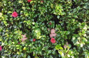 Das Dresdner Duo Zebra Centauri im Interview zum neuen Album ‚True Story‘