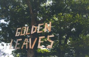 DIE Bands für das GOLDEN LEAVE Festival 2025