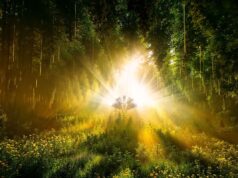 DARK MATTER – FOREST SEASONS 2026