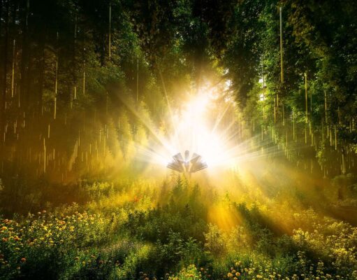 DARK MATTER – FOREST SEASONS 2026