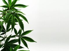 Dry-Sift-Hash: Warum dieses Cannabisprodukt der alten Schule ein Comeback feiert