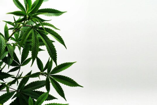 Dry-Sift-Hash: Warum dieses Cannabisprodukt der alten Schule ein Comeback feiert