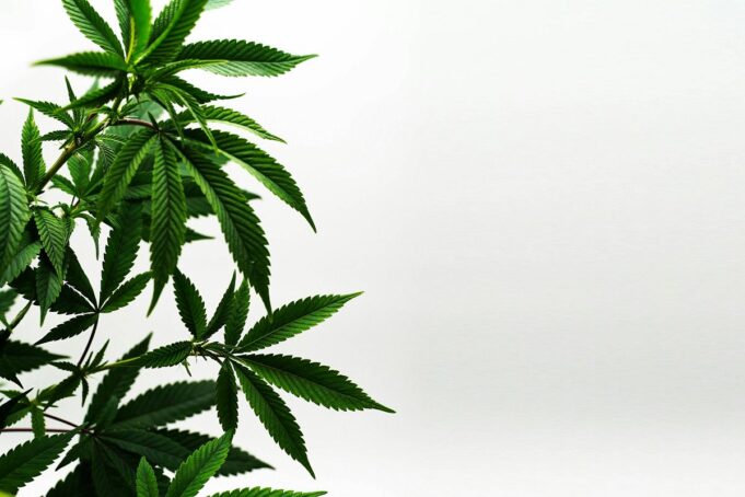 Dry-Sift-Hash: Warum dieses Cannabisprodukt der alten Schule ein Comeback feiert
